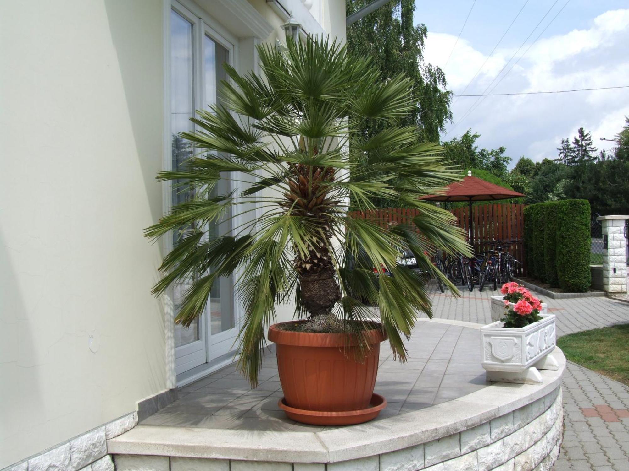Villa Jaeger Vonyarcvashegy Esterno foto